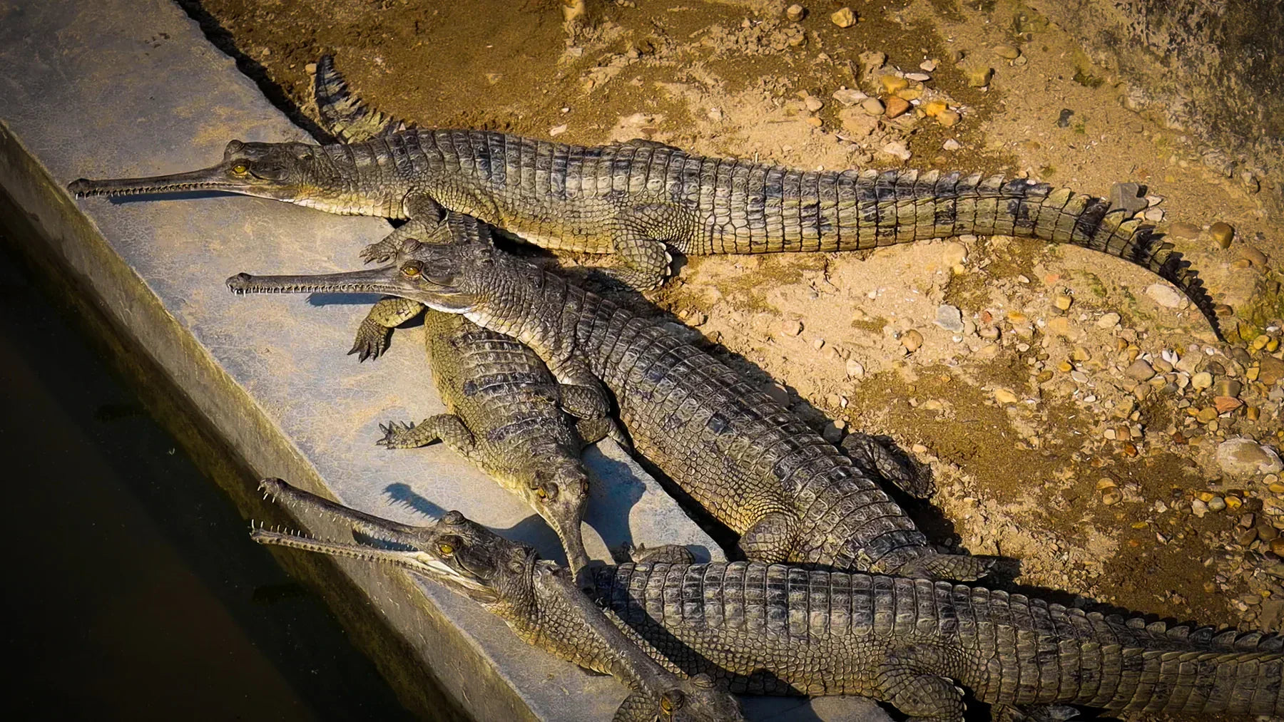 Kokroma annual Break - Chitwan National Park
